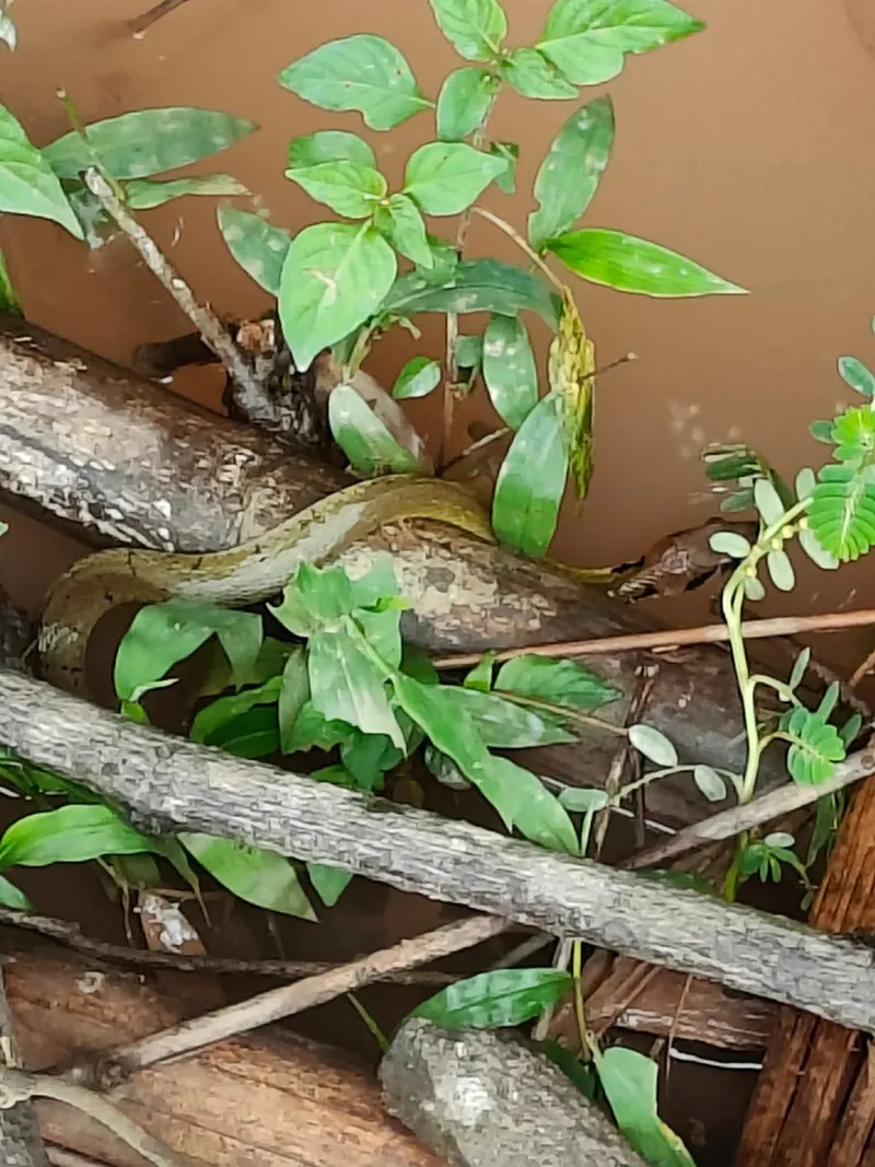 Rắn hoa cỏ đai (Rhabdophis nigrocinctus) gallery 2