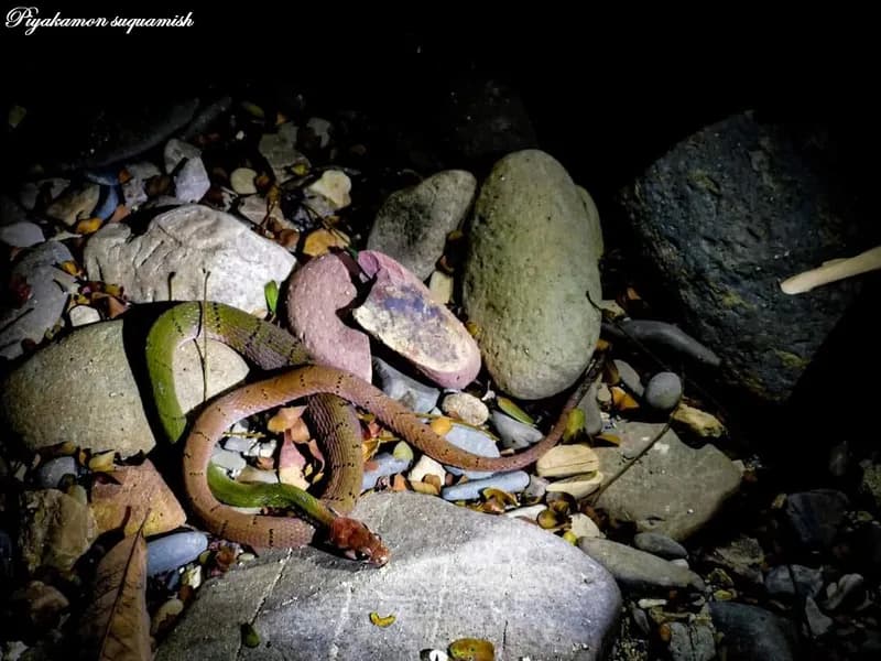 Rắn hoa cỏ đai (Rhabdophis nigrocinctus) gallery 3