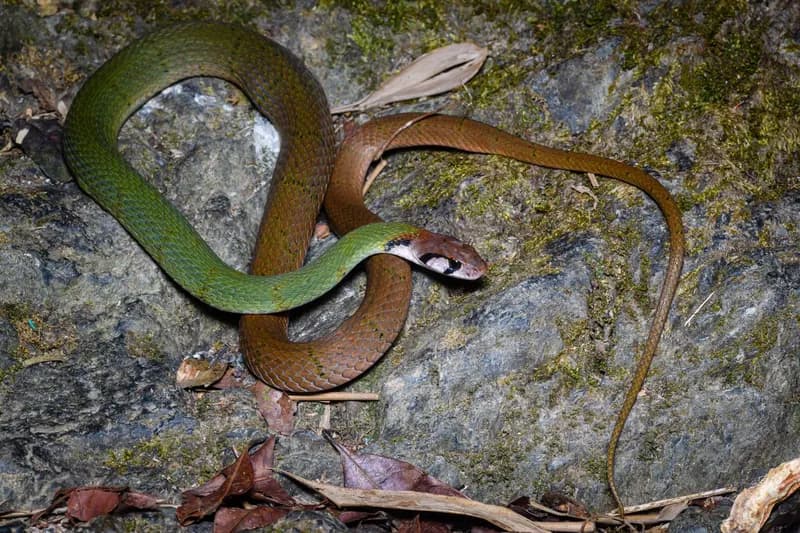 Rắn hoa cỏ đai (Rhabdophis nigrocinctus) gallery 4