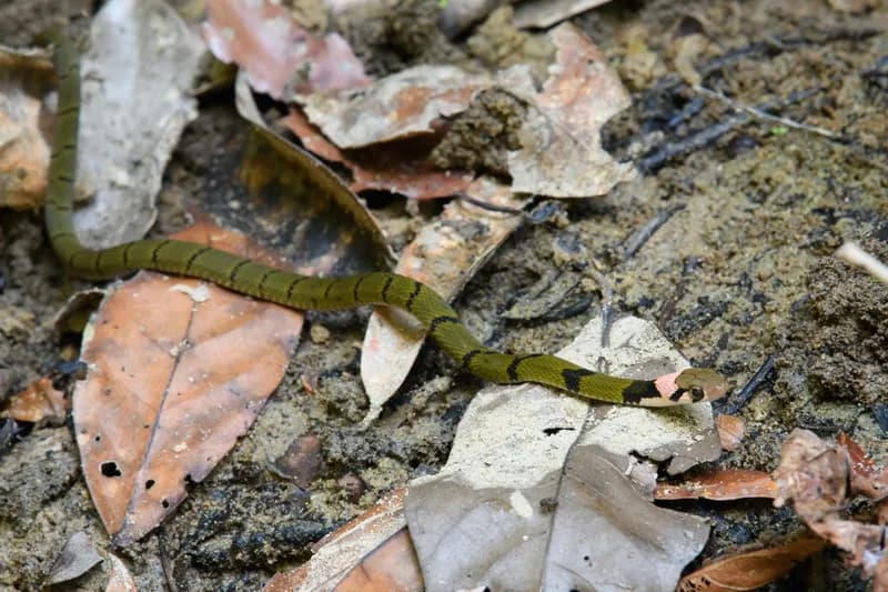 Rắn hoa cỏ đai (Rhabdophis nigrocinctus) gallery 5