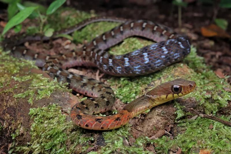 Hoa cỏ cổ vàng (Rhabdophis chrysargos)