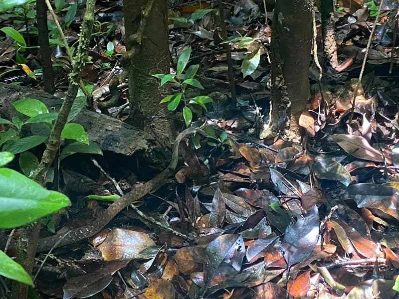 Hoa cỏ cổ vàng (Rhabdophis chrysargos) gallery 2