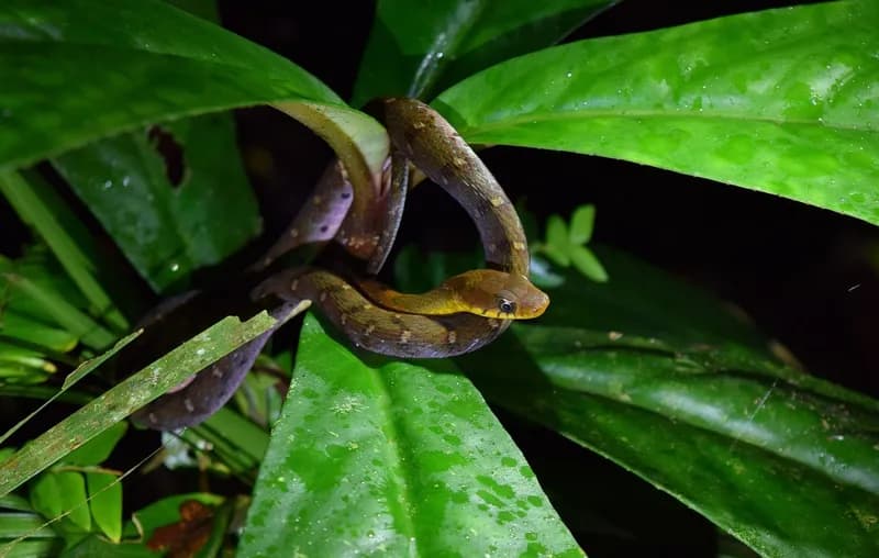 Hoa cỏ cổ vàng (Rhabdophis chrysargos) gallery 4