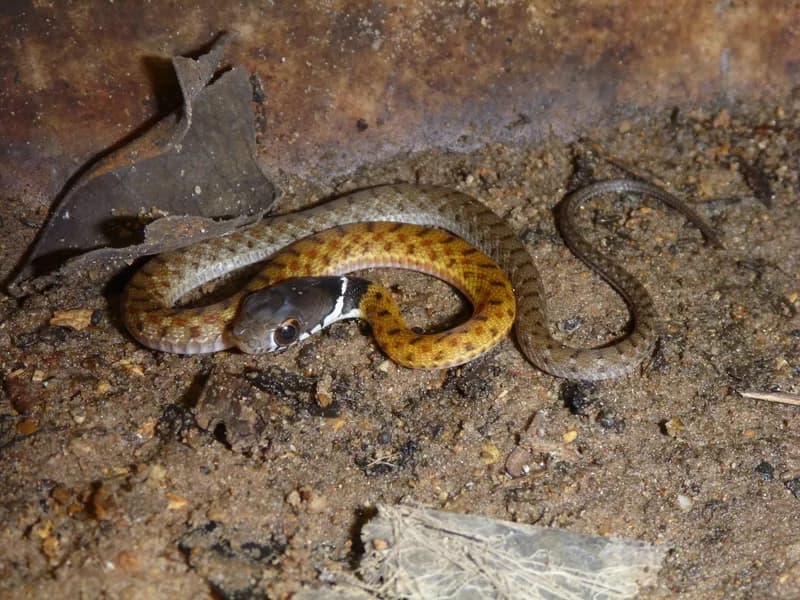 Hoa cỏ cổ vàng (Rhabdophis chrysargos) gallery 5