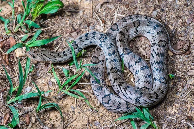 Rắn khiếm đuôi vòng (Oligodon fasciolatus)