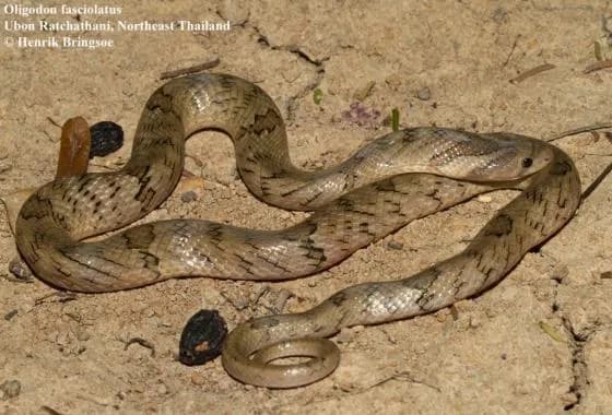 Rắn khiếm đuôi vòng (Oligodon fasciolatus) gallery 4