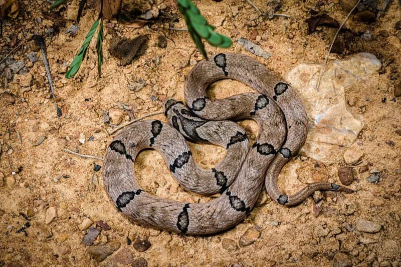 Rắn khiếm đuôi vòng (Oligodon fasciolatus) gallery 5