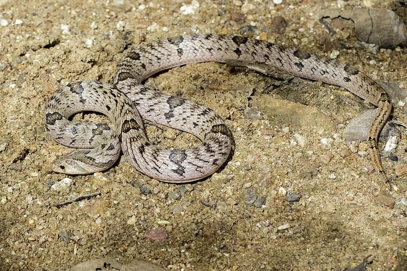 Rắn khiếm đuôi vòng (Oligodon fasciolatus) gallery 6