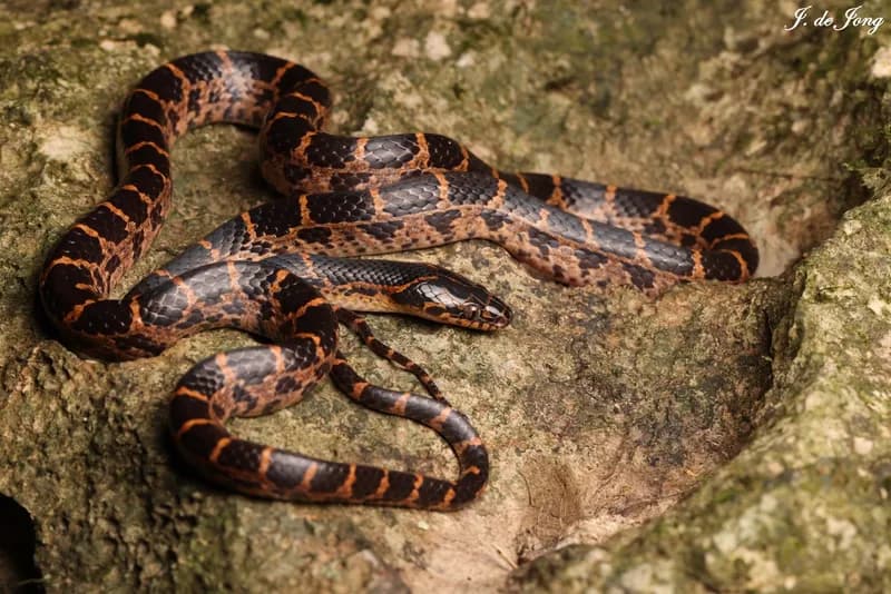 Rắn lệch đầu hoa (Lycodon rufozonatus)