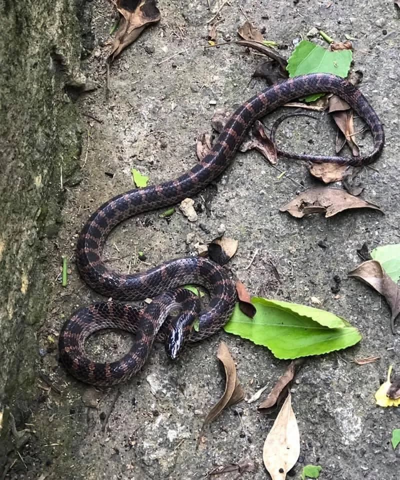 Rắn lệch đầu hoa (Lycodon rufozonatus) gallery 2