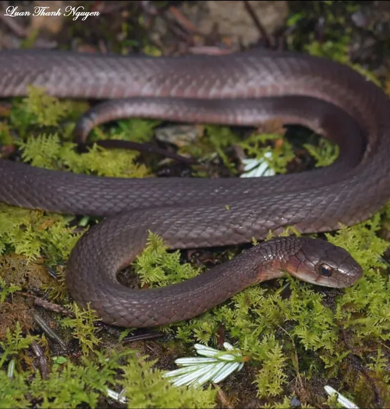 Rắn hoa cỏ H'Mông (Rhabdophis homongorum)