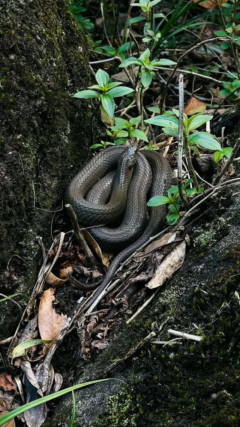 Rắn hoa cỏ H'Mông (Rhabdophis homongorum) gallery 2