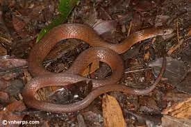 Rắn hoa cỏ H'Mông (Rhabdophis homongorum) gallery 3