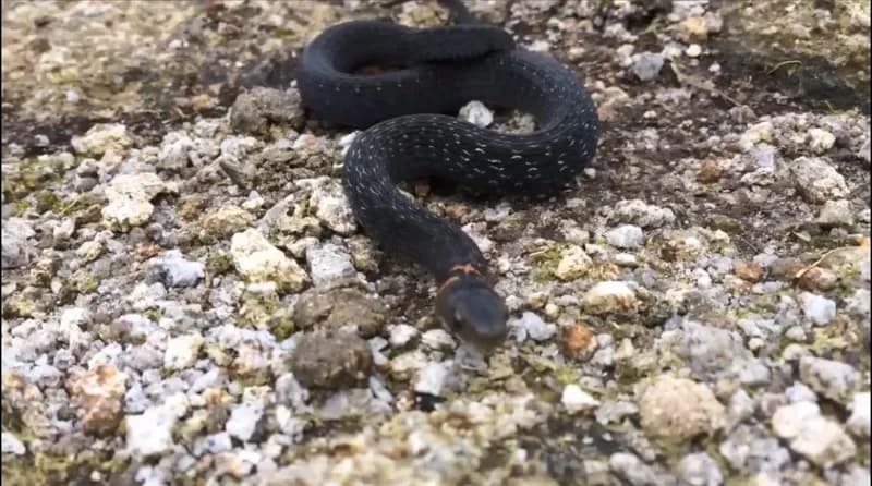 Rắn hoa cỏ H'Mông (Rhabdophis homongorum) gallery 4