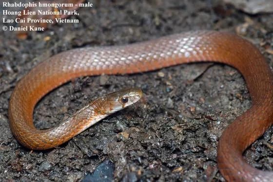 Rắn hoa cỏ H'Mông (Rhabdophis homongorum) gallery 5