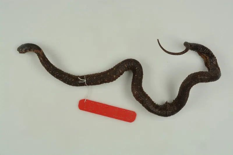 Rắn hoa cỏ An-gen (Rhabdophis angeli)