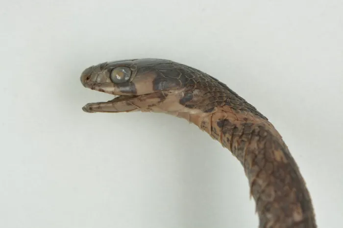 Rắn hoa cỏ An-gen (Rhabdophis angeli) gallery 10