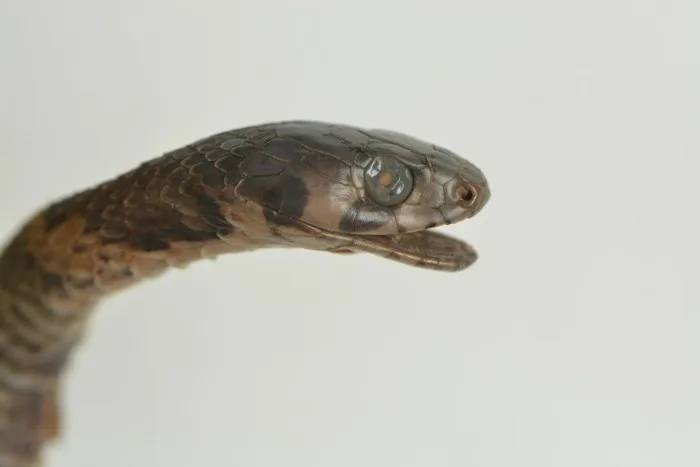 Rắn hoa cỏ An-gen (Rhabdophis angeli) gallery 11