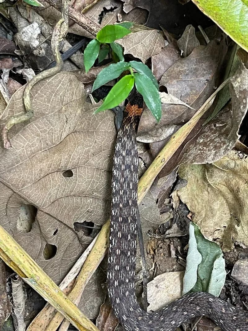Rắn hoa cỏ An-gen (Rhabdophis angeli) gallery 2