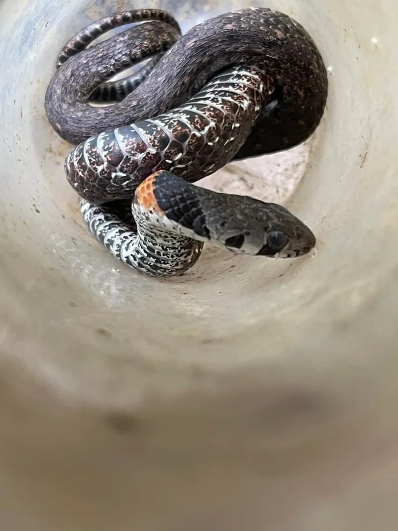 Rắn hoa cỏ An-gen (Rhabdophis angeli) gallery 3