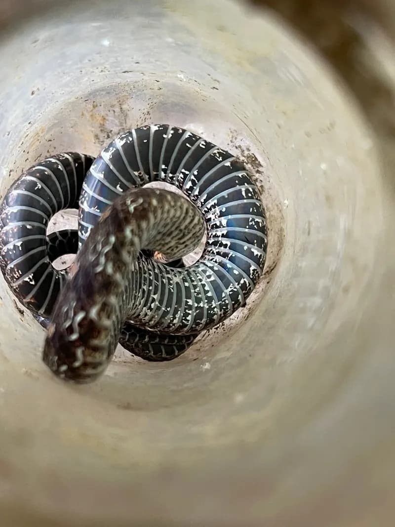 Rắn hoa cỏ An-gen (Rhabdophis angeli) gallery 4