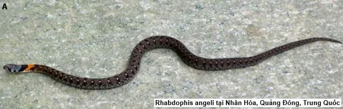 Rắn hoa cỏ An-gen (Rhabdophis angeli) gallery 6