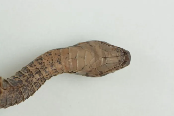 Rắn hoa cỏ An-gen (Rhabdophis angeli) gallery 8