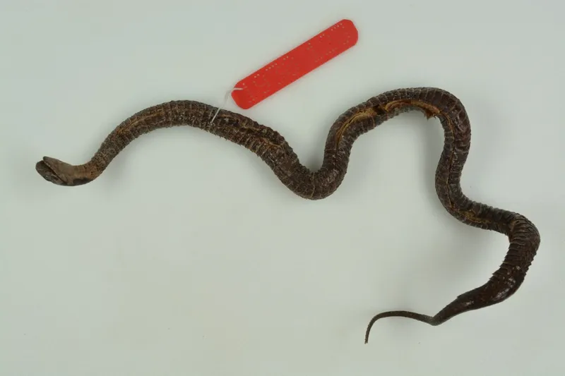 Rắn hoa cỏ An-gen (Rhabdophis angeli) gallery 9