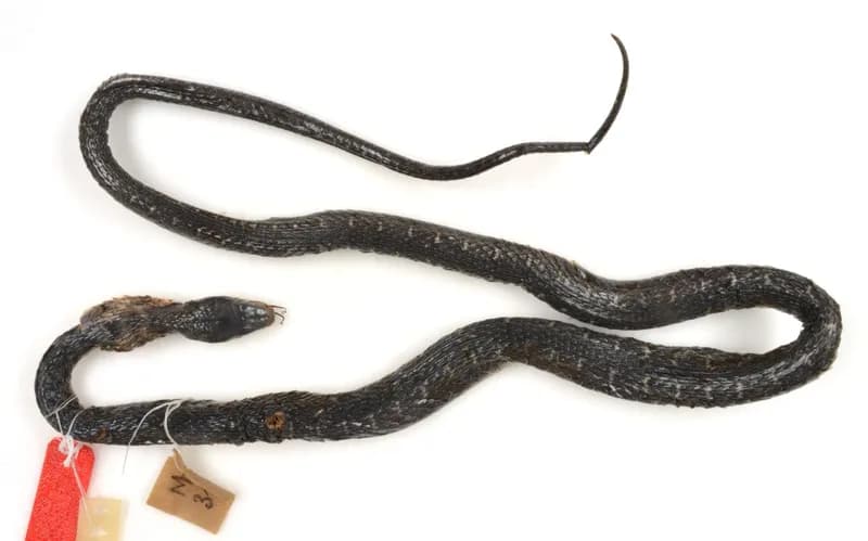 Rắn hoa cỏ Ba Vì (Rhabdophis callichoromus)
