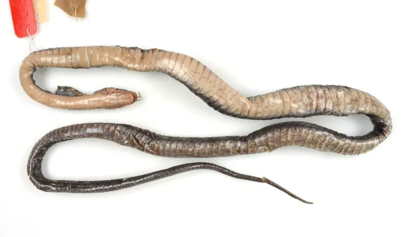 Rắn hoa cỏ Ba Vì (Rhabdophis callichoromus) gallery 2