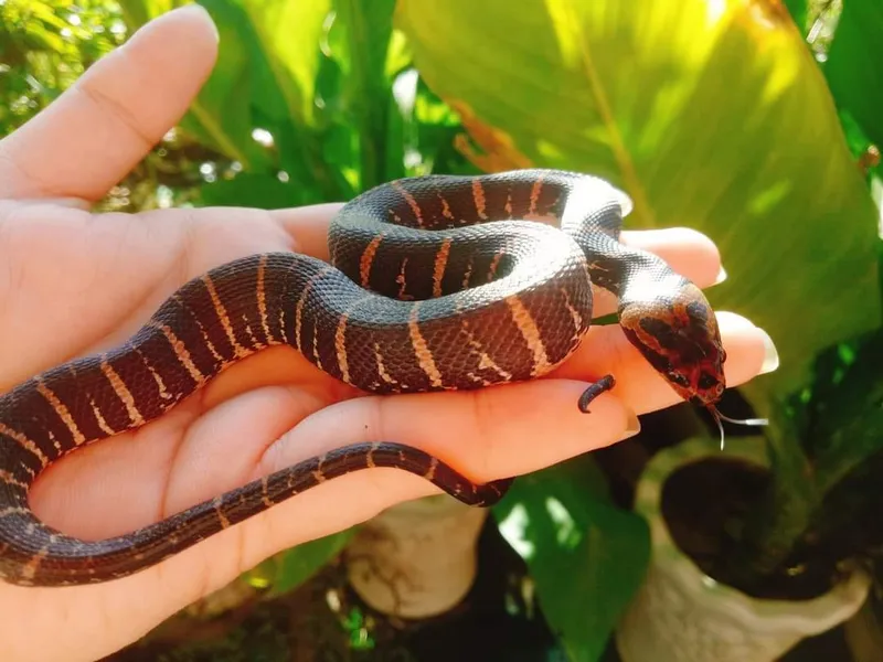Rắn ri cá (Homalopsis mereljcoxi) gallery 2