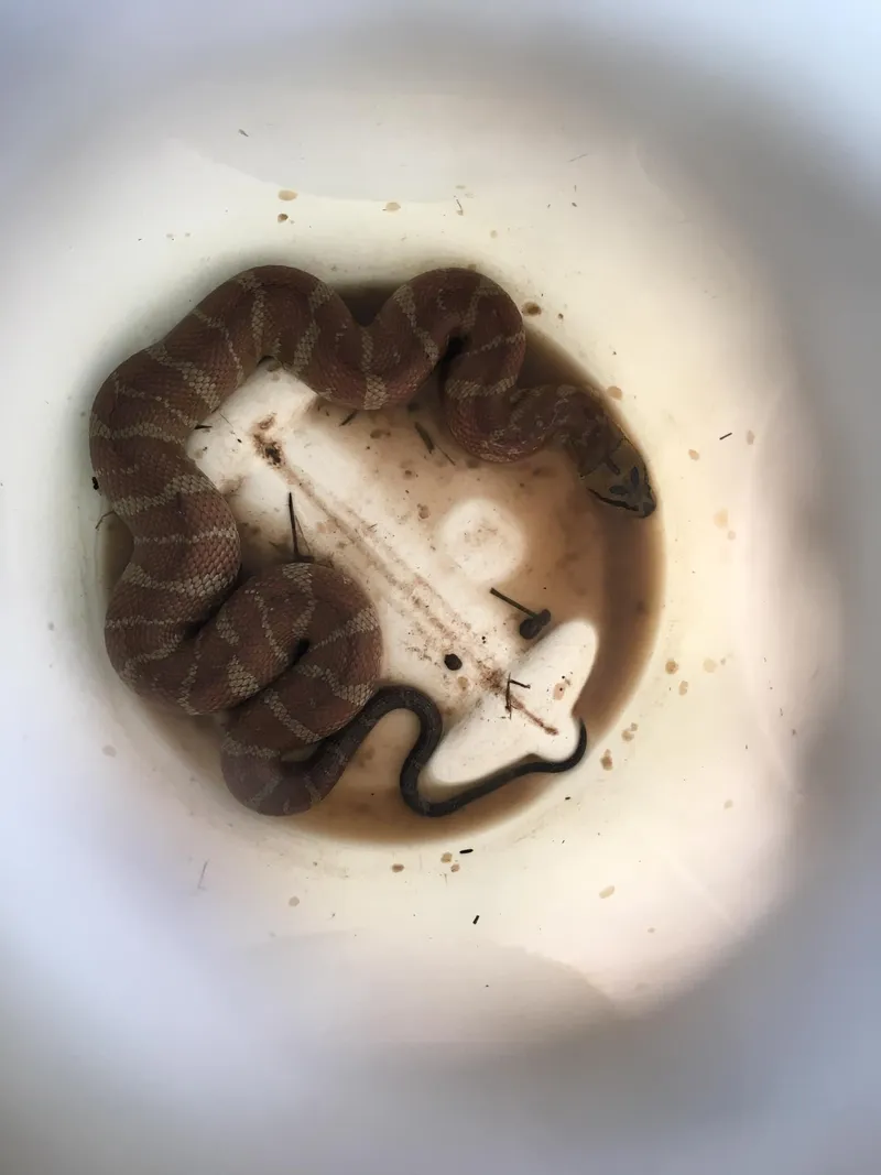 Rắn ri cá (Homalopsis mereljcoxi) gallery 3
