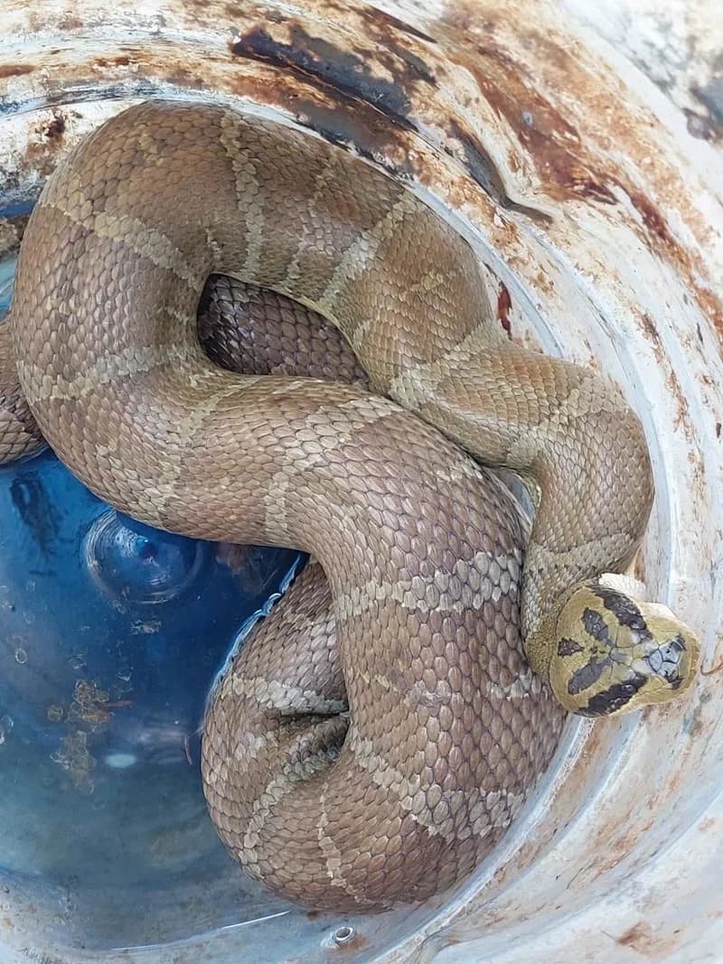 Rắn ri cá (Homalopsis mereljcoxi) gallery 4