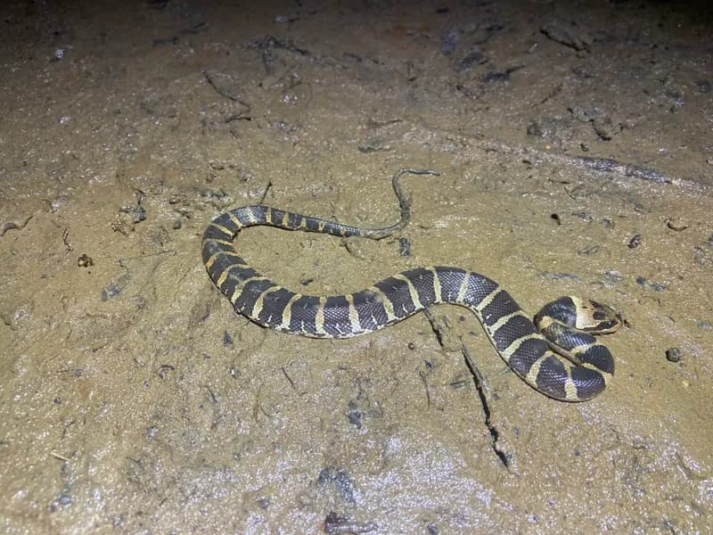 Rắn ri cá (Homalopsis mereljcoxi) gallery 5