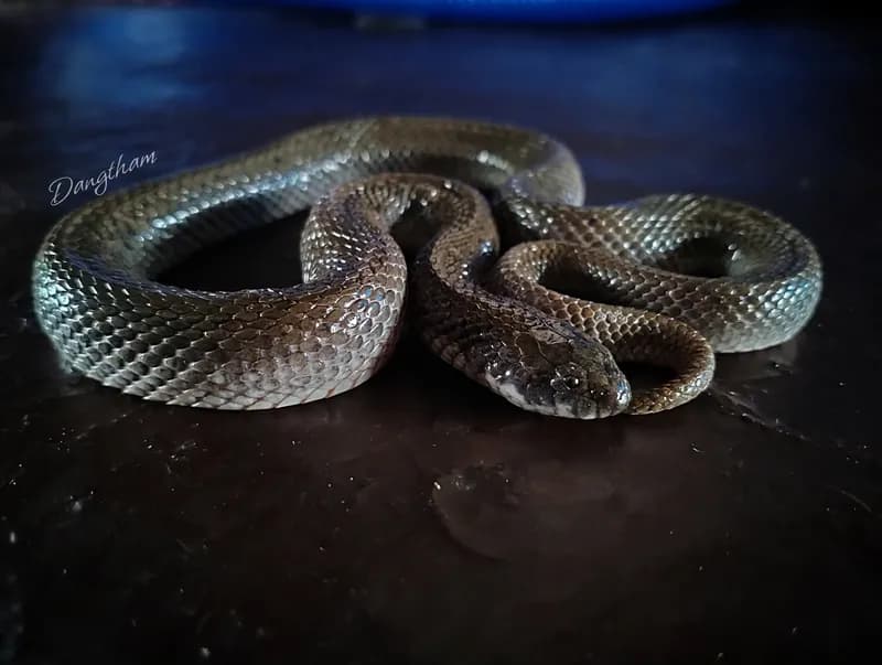 Rắn ăn cua (Fordonia leucobalia)