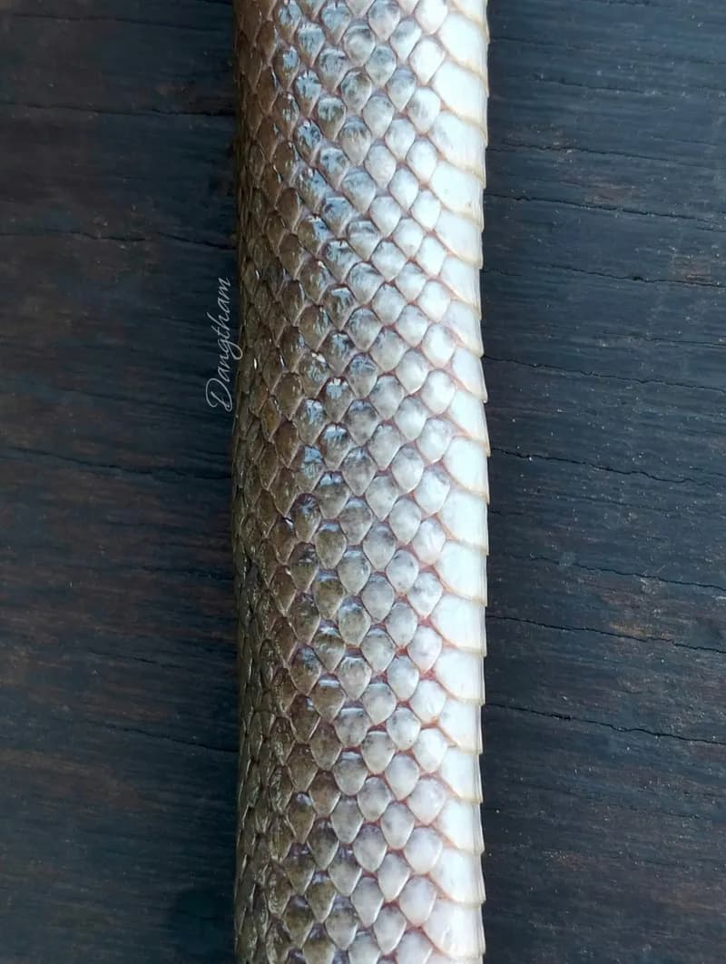 Rắn ăn cua (Fordonia leucobalia) gallery 6