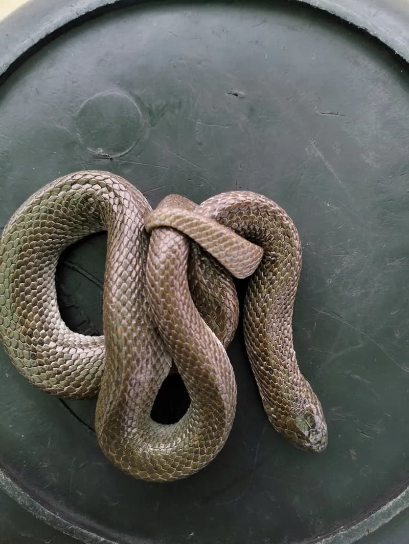 Rắn ăn cua (Fordonia leucobalia) gallery 7