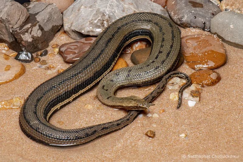 Rắn râu (Erpeton tentaculatum)