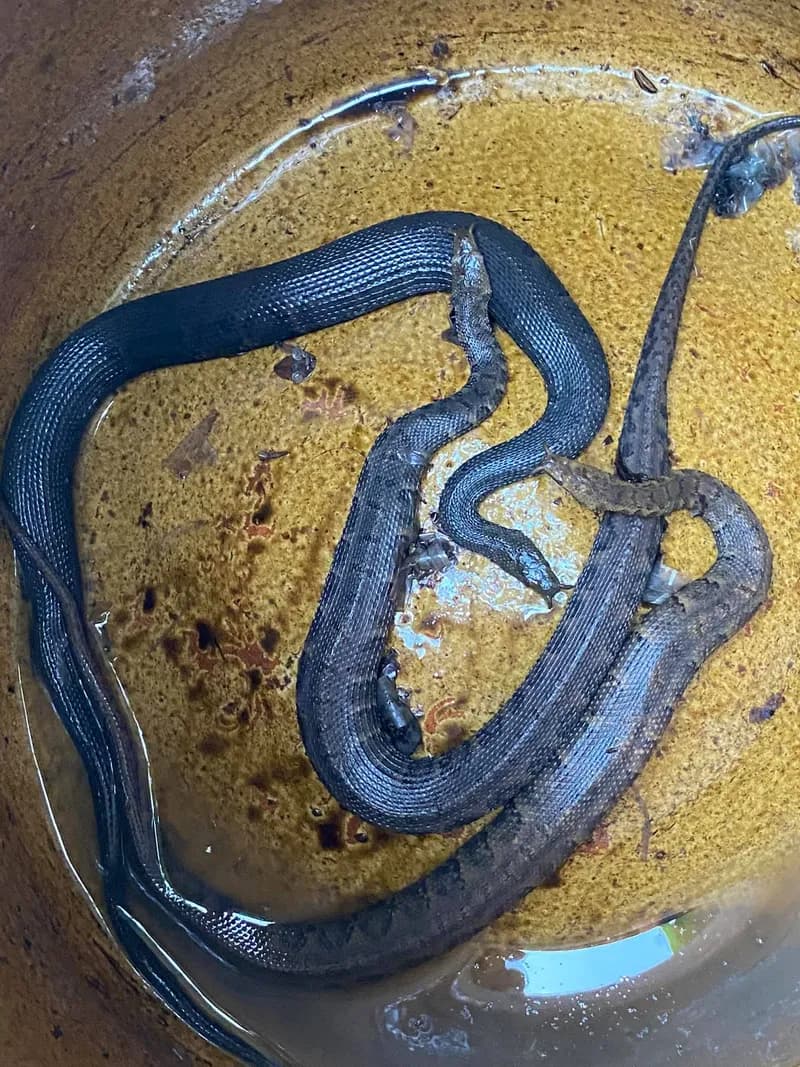Rắn râu (Erpeton tentaculatum) gallery 2