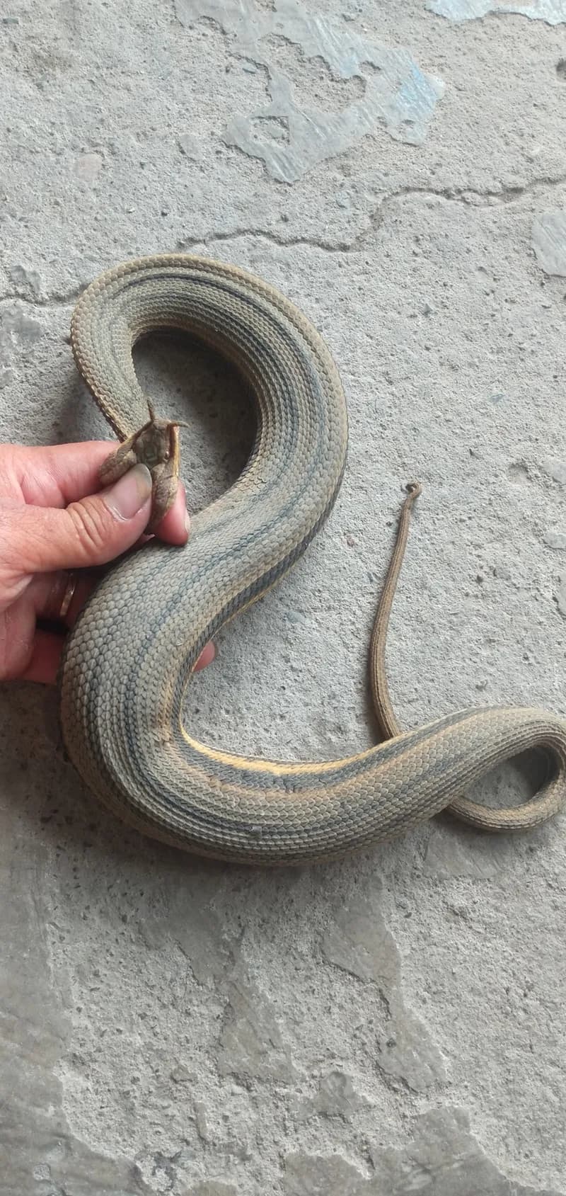 Rắn râu (Erpeton tentaculatum) gallery 3