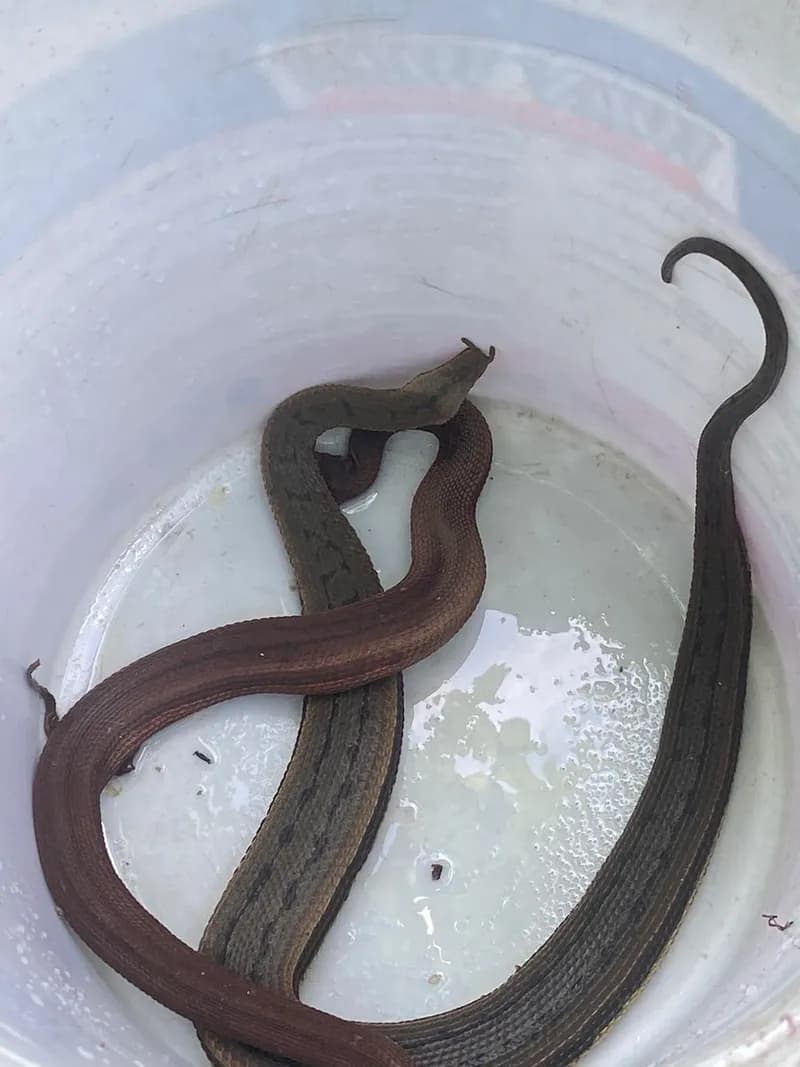 Rắn râu (Erpeton tentaculatum) gallery 4