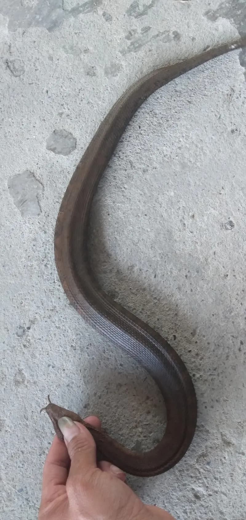 Rắn râu (Erpeton tentaculatum) gallery 6