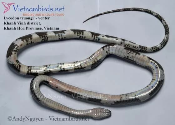 Rắn khuyết Trường (Lycodon truongi) gallery 3