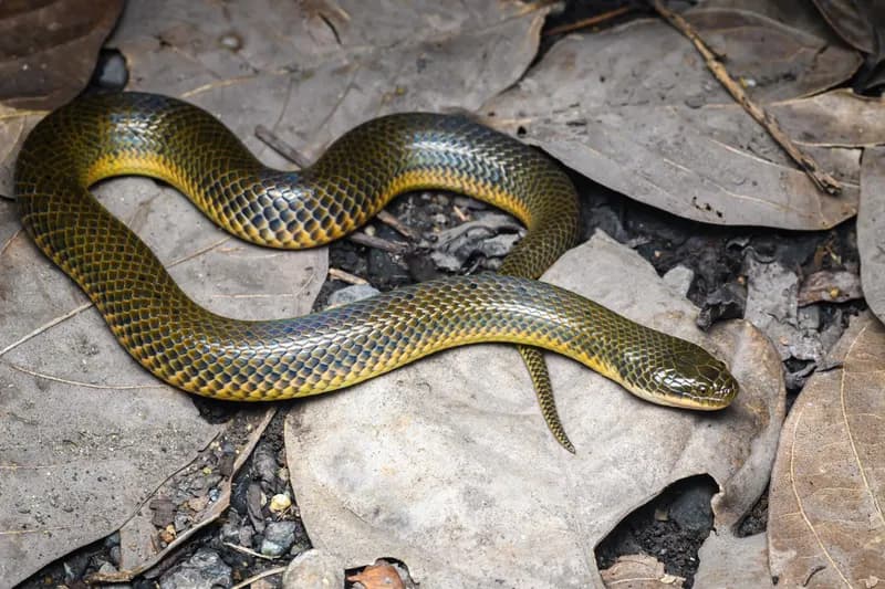 Rắn bồng chì (Hypsiscopus plumbea)