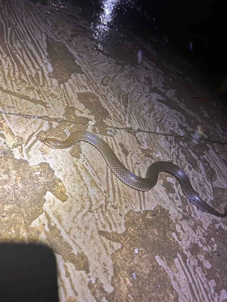 Rắn bồng chì (Hypsiscopus plumbea) gallery 2