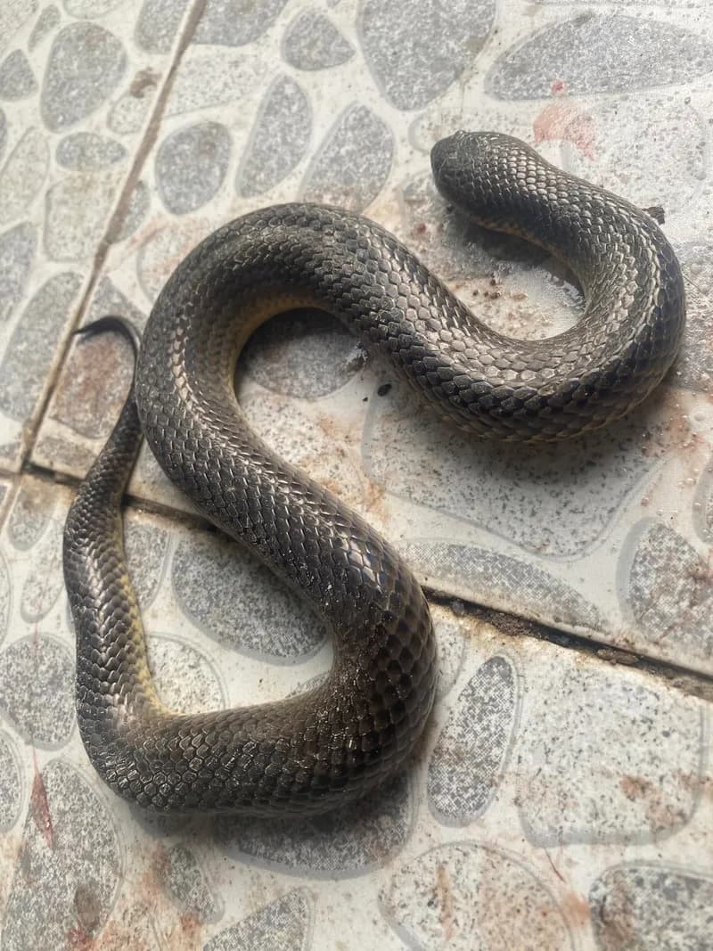Rắn bồng chì (Hypsiscopus plumbea) gallery 3