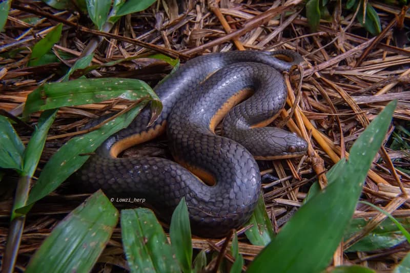 Rắn bồng chì (Hypsiscopus murphyi)
