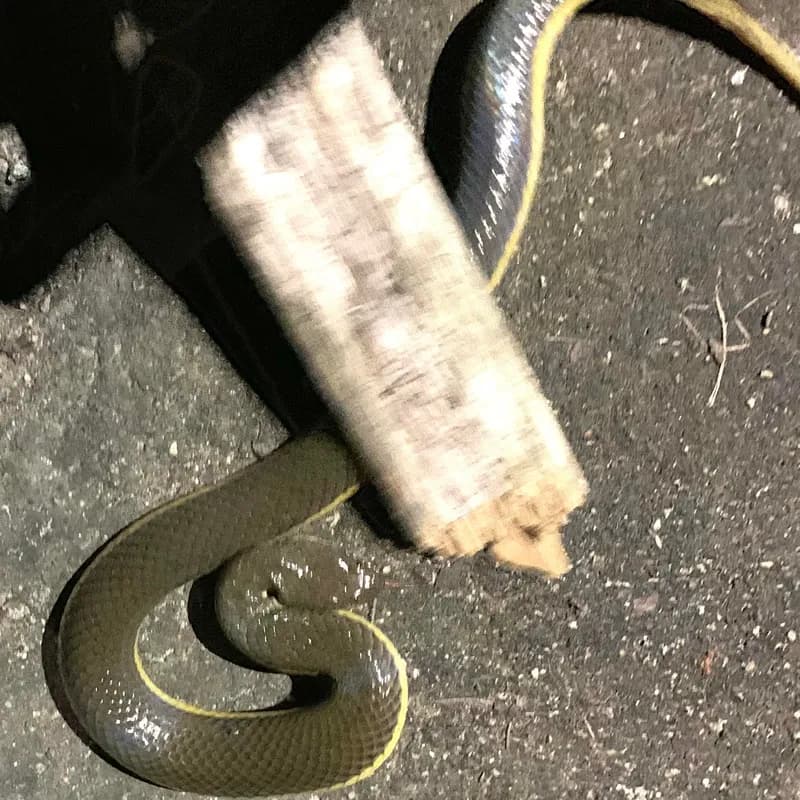 Rắn bồng chì (Hypsiscopus murphyi) gallery 2