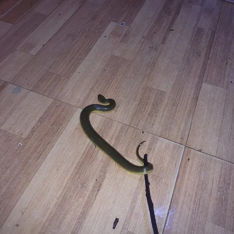 Rắn bồng chì (Hypsiscopus murphyi) gallery 3