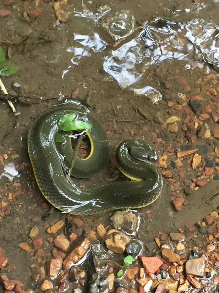 Rắn bồng chì (Hypsiscopus murphyi) gallery 4